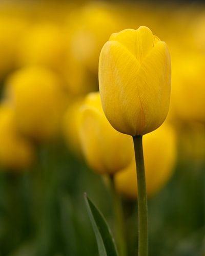 Portrait d'une tulipe (jaune)