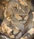 schlafende Löwen von Ed Dorrestein Miniaturansicht