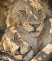 sleeping lions