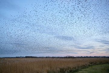 Starling swarm in the evening by Barbara Brolsma
