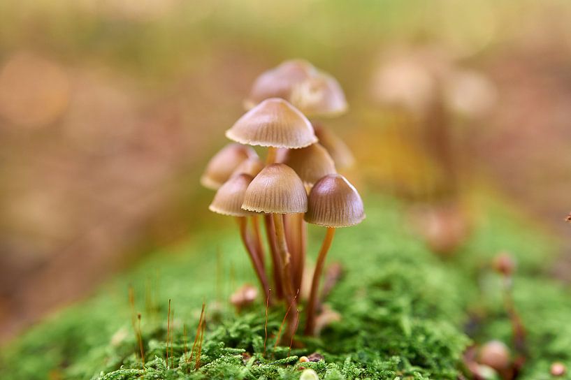 Mushrooms by Ad Jekel