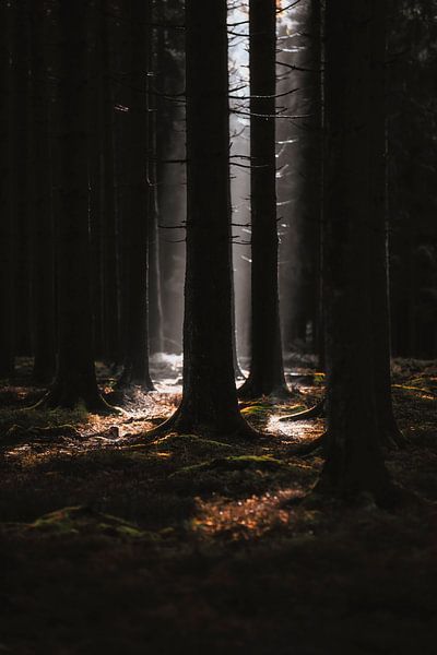 Mysterious winter pine forest by Rik Verslype