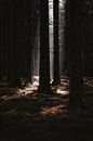 Mysterious winter pine forest by Rik Verslype thumbnail