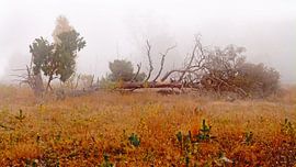 Fallen (Gevallen boom in mistlandschap)