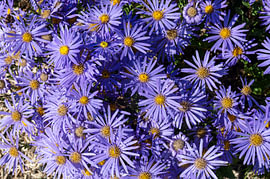 Aster amellus „Moerheim Gem“ von Richard Wareham