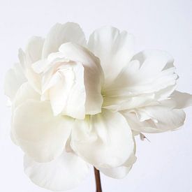 White peony on white background by Marion Moerland