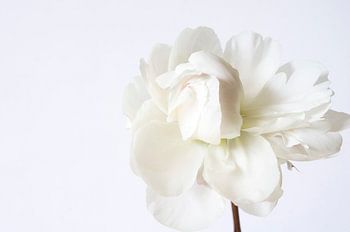 Pivoine blanche sur fond blanc