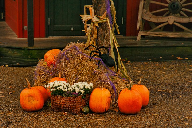 The pumpkin is decorative, delicious, healthy and beautiful to look at. by Martin Köbsch