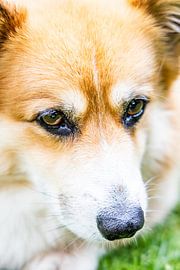 Faithful eyes of a dog by David Krause