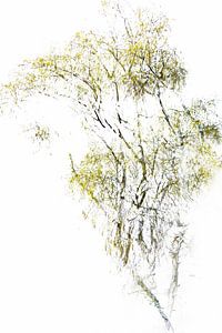 Arbre