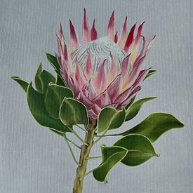 Protea von Tonkinson Fine Art