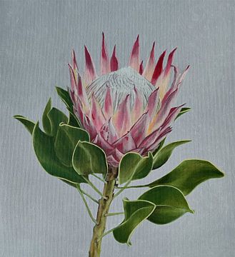 Protea
