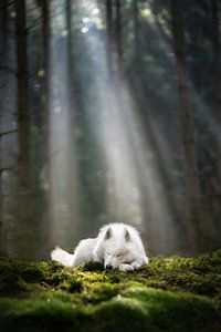 Sweet dreams von Nanuq Dog Photography