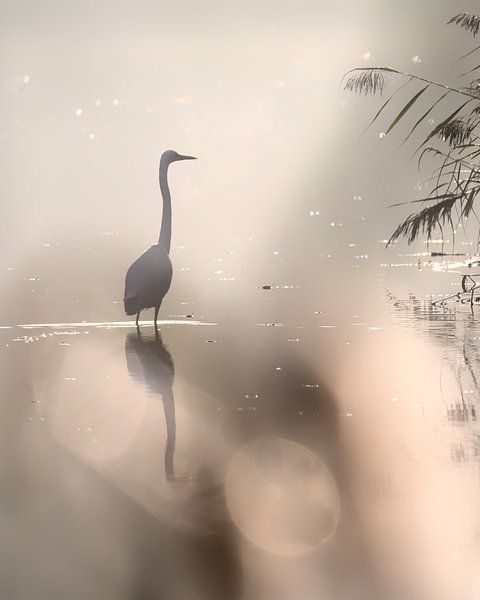 Een witte reiger in het meer van Anges van der Logt