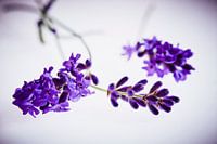 Lavendel