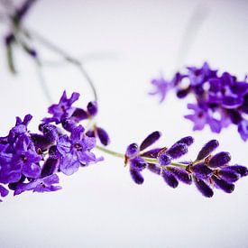 Lavendel by Andreas Gerhardt