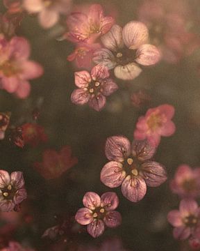 Sommerblume von Mariëtte Aernoudts