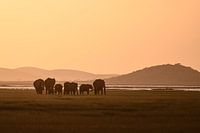 Kenya | White Mountain Movement 6