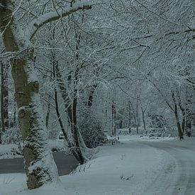 Winter, snow in the Wilgenhof of Beetsterzwaag Opsterland Friesland by Ad Huijben