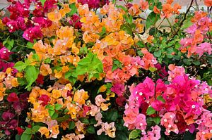 Bunte Blumen und Blätter