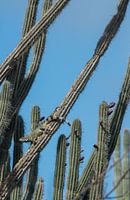 Grüner Leguan liegend in Kaktusvegetation auf Curacao