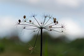 De magie van de Europese berenklauw: Zaden verspreiden voor een sprankelend nieuw leven!