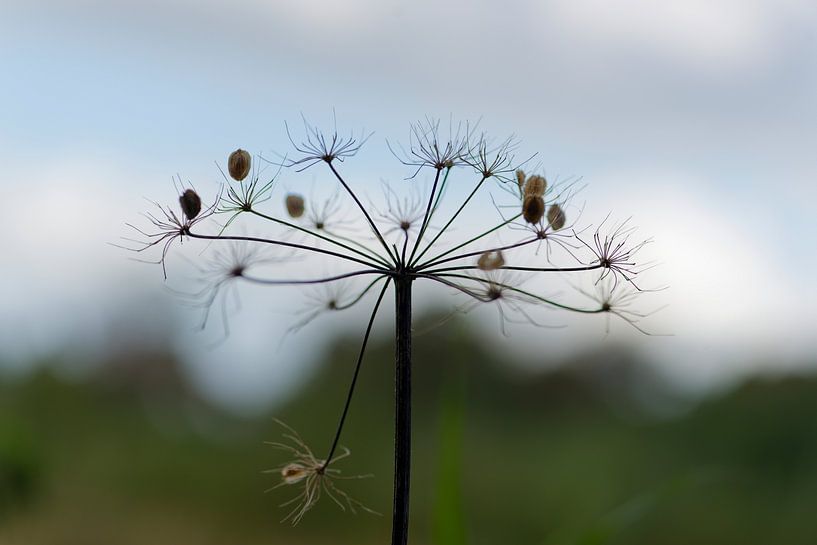 The magic of European hogweed: Spreading seeds for sparkling new life! by cobofoto