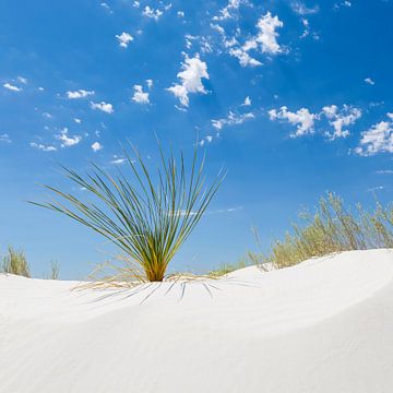 White Sands Impression
