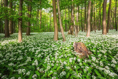 Sun in the wild garlic forest