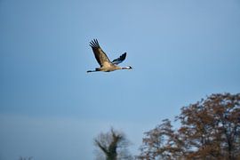 Kraniche fliegen über einen Wald