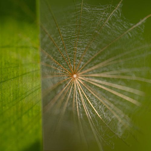 Woven 2 by Elke van Putten