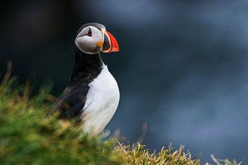 Puffin on a cliff by Manon Verijdt