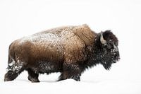 Amerikanischer Bison ( Bison bison ), kräftiger Bulle zieht durch hohen Schnee