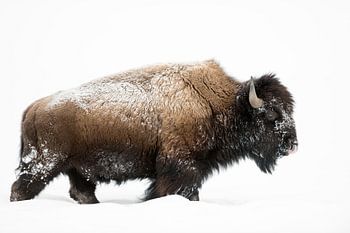 Amerikanischer Bison ( Bison bison ), kräftiger Bulle zieht durch hohen Schnee
