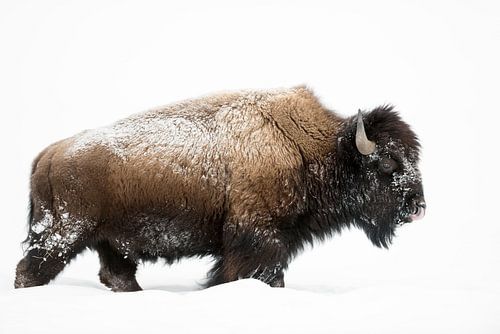 American Bison ( Bison bison ), bull, walking through deep snow