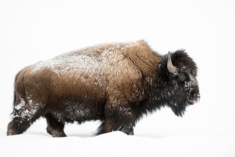 Amerikanischer Bison ( Bison bison ), kräftiger Bulle zieht durch hohen Schnee von wunderbare Erde