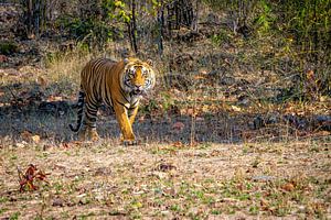 Der Indische Tiger