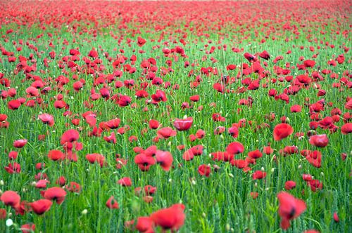 Opvallend rood papaverveld in de omgeving van Barnim 
