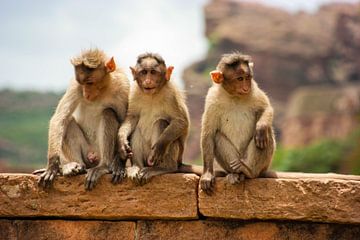 Three monkeys on wall in India by Camille Van den Heuvel