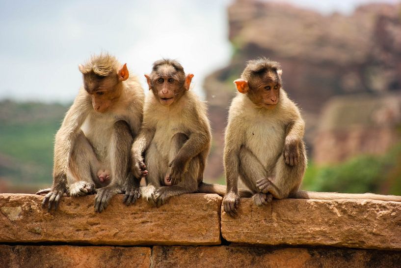 Drie aapjes op muur in India van Camille Van den Heuvel