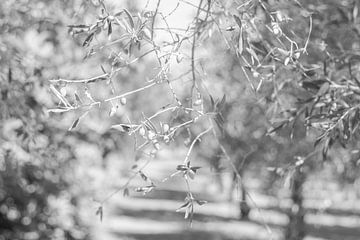 Hangende tak in olijfgaard van DsDuppenPhotography