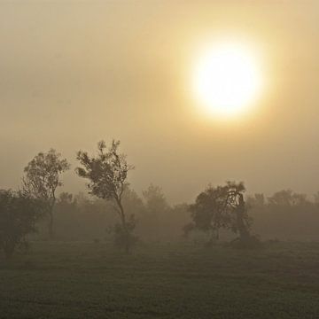 Eucalyptusbomen in de ochtendmist van Werner Lehmann