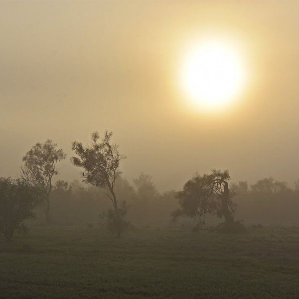 Eucalyptus dans la brume matinale par Werner Lehmann