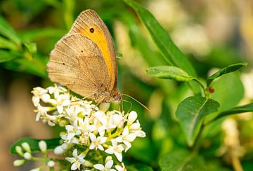 Großes Ochsenauge Maniola jurtina Schmetterling auf einer Blüte von Animaflora PicsStock