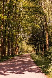 Lage Bergse Bos - Landscape no. 2 by Deborah de Meijer