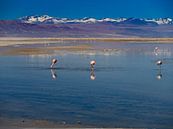 flamingos in het nationale park in Chili van Eline Oostingh thumbnail