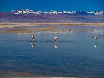 flamingos in het nationale park in Chili van Eline Oostingh