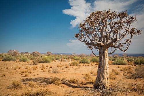 tubular tree in the desert
