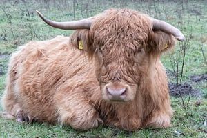 Schottischer Highlander mit den krummen Hörnern