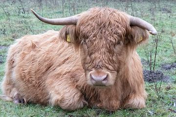 Scottish highlander with the crooked horns by Truckpowerr